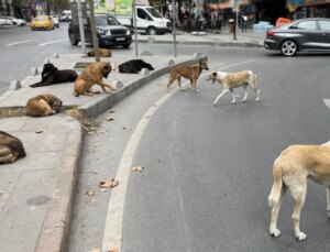 Sahipsiz köpeklere yönelik düzenlemeleri de içeren kanun yürürlüğe girdi
